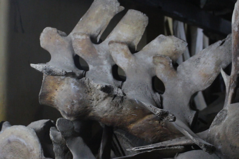 Dễ nhận thấy đa số các khúc xương đều nguyên vẹn, dù một số đã bị mòn, gãy nhưng vẫn được lưu trữ ở điều kiện đủ tốt để khách tham quan có dịp chiêm ngưỡng và tìm hiểu về cá ông. (Ảnh: Minh Anh/Vietnam+) 