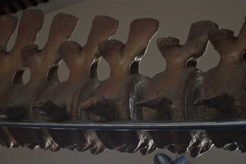 Các đốt xương sống. (Ảnh: Minh Anh/Vietnam+)