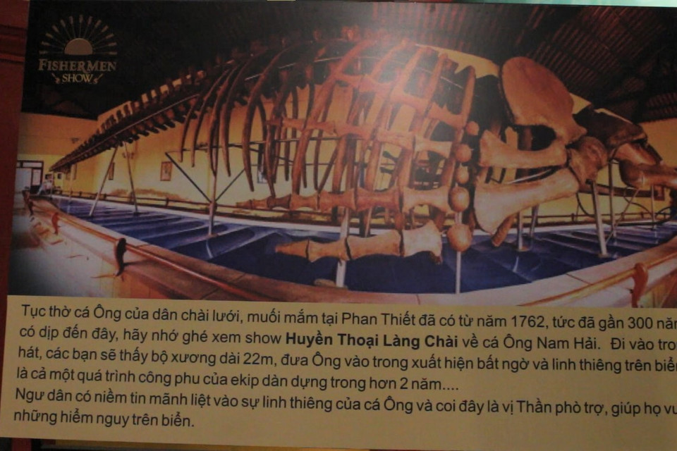 Với kích thước khổng lồ như vậy, nếu khách tham quan đứng trong nhà trưng bày thì không thể nhìn thấy toàn thể bộ cốt. Để làm được việc đó, người ta phải xem ảnh chụp bộ xương bằng một góc máy rộng. (Ảnh: Minh Anh/Vietnam+)