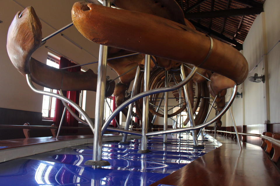 Các khung inox kiên cố giữ cho các khúc xương cố định giúp tái tạo đúng cấu trúc, vị trí trong cơ thể của cá ông khi xưa.(Ảnh: Minh Anh/Vietnam+)