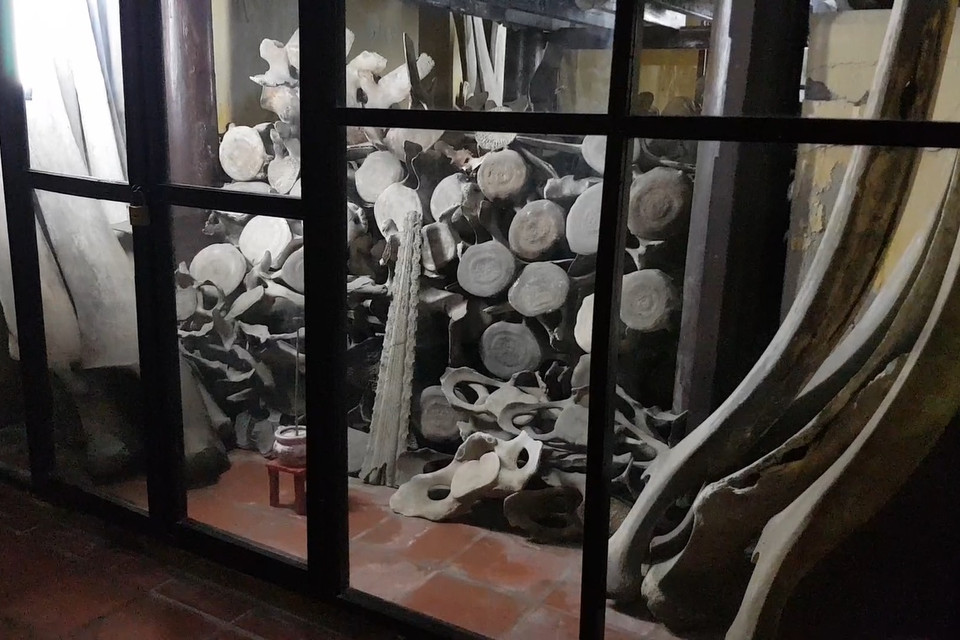 Phía sau khu thờ tự chính là tẩm, hay được gọi là bảo tàng chứa hơn 100 bộ cốt cá ông. Từ ngoài, khách tham quan có thể thấy loạt xương quai hàm được dựng dựa vào tường, các hộp sọ cá nhỏ và các đốt xương sống được chất trên đất hoặc kệ cao hơn. (Ảnh: Minh Anh/Vietnam+)