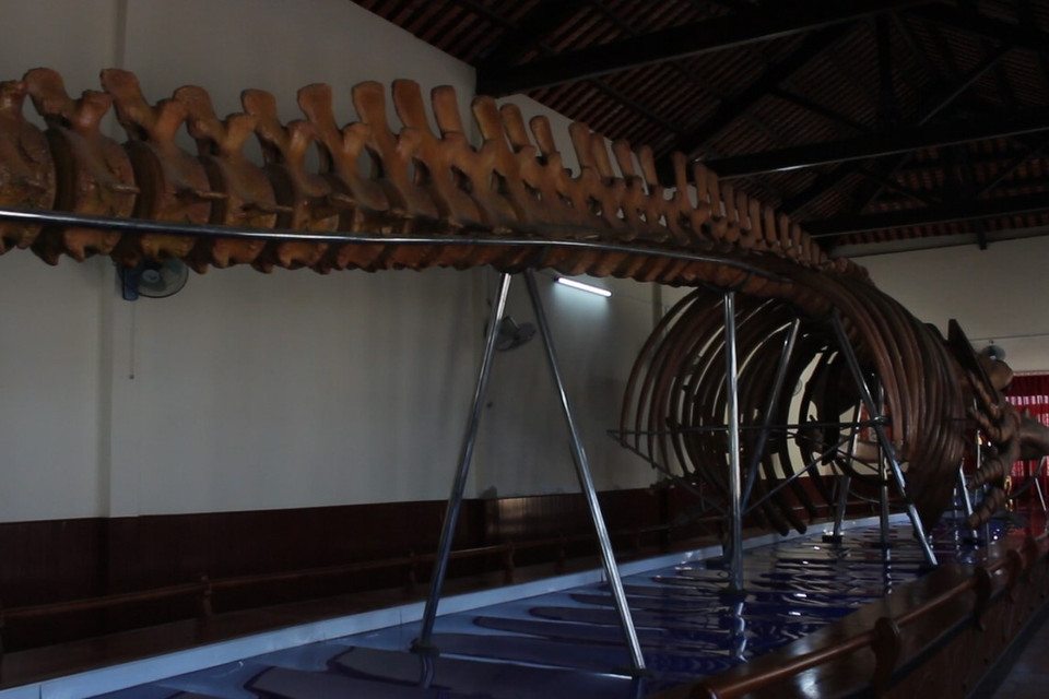 Từ góc phòng có thể thấy phần xương sống lưng của cá ông dài như thế nào. Từng đốt xương cũng có kích thước lớn, có thể dễ dàng thấy những lỗ sâu trên xương do bị phân hủy ít nhiều trước đây. (Ảnh: Minh Anh/Vietnam+)