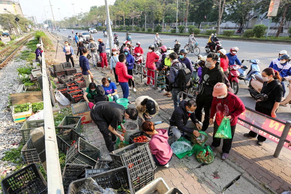 Do ảnh hưởng của tình hình dịch bệnh, nhiều mặt hàng nông sản của bà con nông dân ở tỉnh Hải Dương như bắp cải, su hào, cà rốt, cà chua, ổi... đến thời điểm thu hoạch nhưng bị dồn ứ, không thể bán hay xuất khẩu ra nước ngoài được khiến người nông dân rơi vào cảnh khó khăn. (Ảnh: Minh Sơn/Vietnam+)