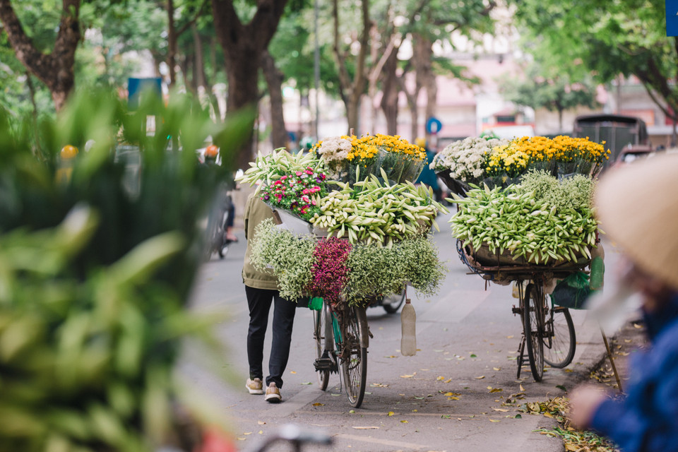 Mùa hoa loa kèn thường bắt đầu từ cuối tháng Ba và kéo dài đến hết tháng Tư. (Ảnh: Minh Sơn/Vietnam+)