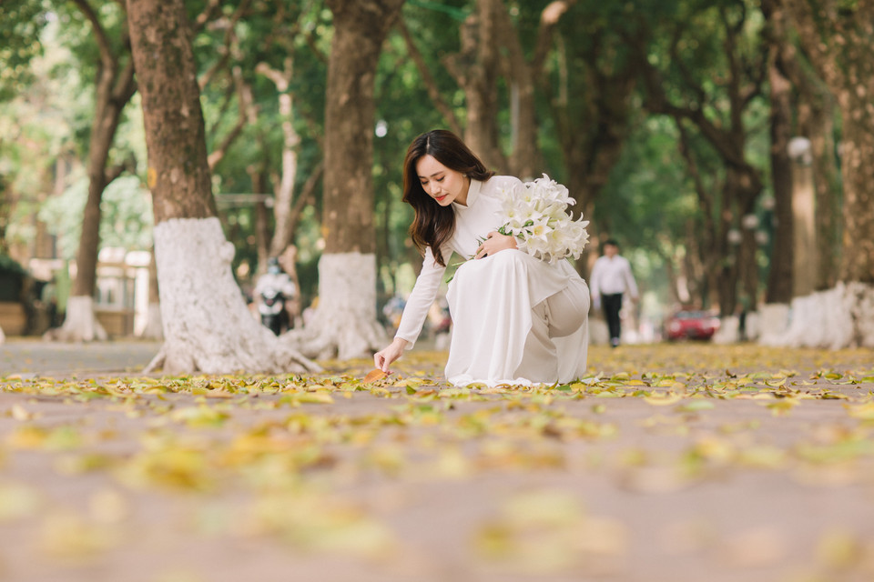 Mùa hoa loa kèn cũng trùng vào dịp lá sấu rụng khiến Hà Nội được điểm xuyết thêm phần khác lạ. (Ảnh: Minh Sơn/Vietnam+)