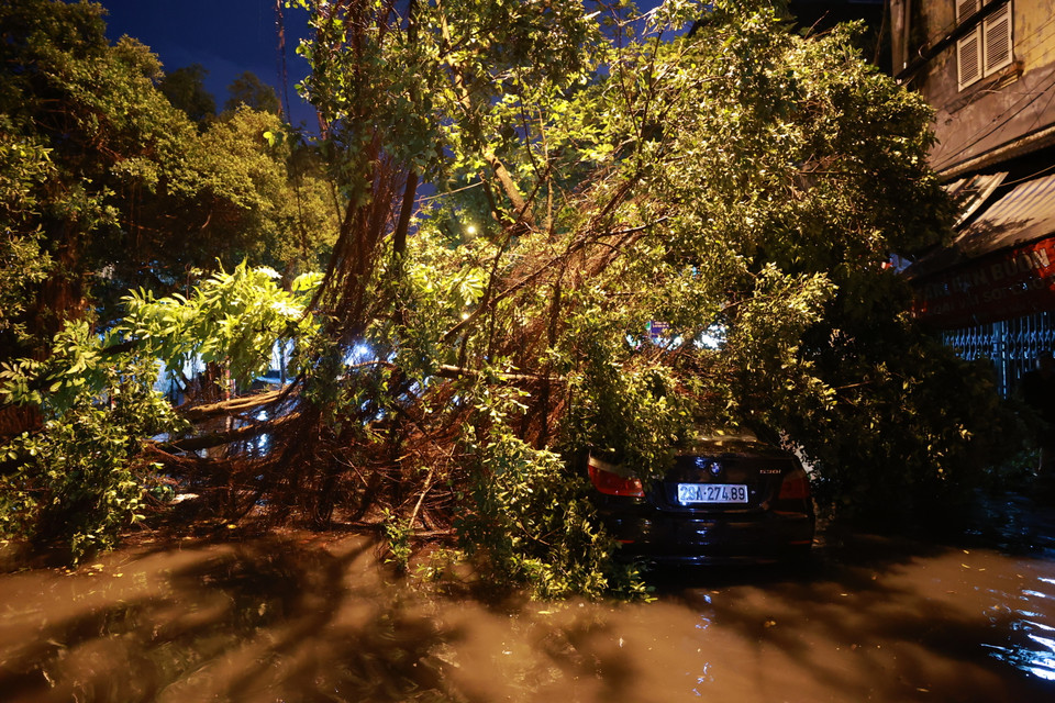 Một cây cổ thụ lớn bị đổ gục sau cơn mưa lớn trên phố Phùng Hưng. (Ảnh: Minh Sơn/Vietnam+)