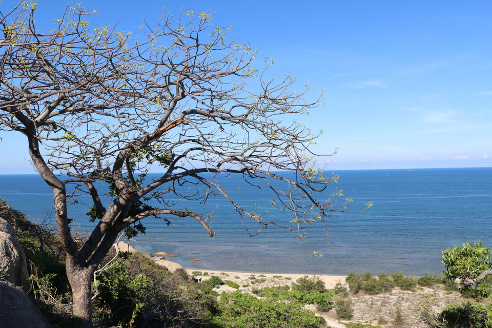 Khung cảnh giao hòa đẹp nên thơ giữa rừng và biển ở Vườn quốc gia Núi Chúa. (Ảnh: Nguyễn Thành/TTXVN)