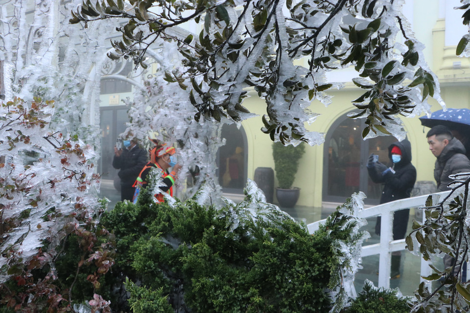 Băng giá xuất hiện dày đặc trên đỉnh Ô Quý Hồ. (Ảnh: Nguyễn Oanh-TTXVN)