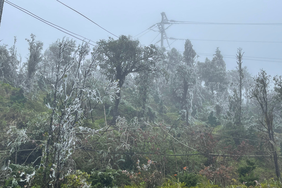 Băng giá xuất hiện dày đặc trên đỉnh Ô Quý Hồ. (Ảnh: Nguyễn Oanh-TTXVN)