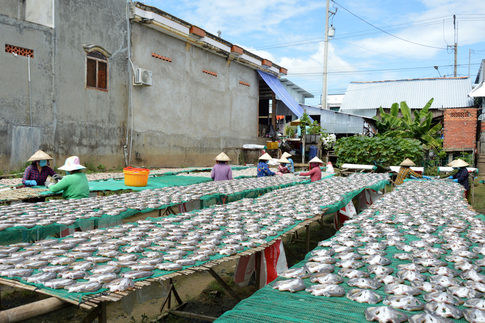 Phơi khô cá lóc tại cơ sở sản xuất khô Như Hằng tại xã Phú Thọ (Tam Nông, Đồng Tháp). (Ảnh: Nhựt An/TTXVN)