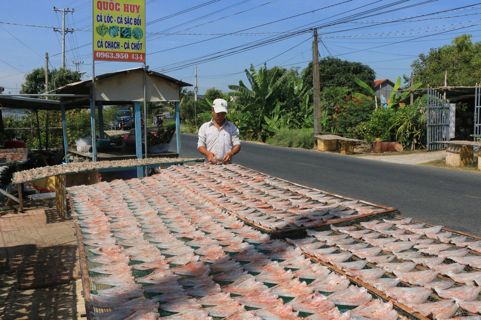 Sau khi làm sạch và tẩm ướp gia vị, cá lóc được phơi dưới ánh nắng mặt trời.(Ảnh: Nhựt An/TTXVN)