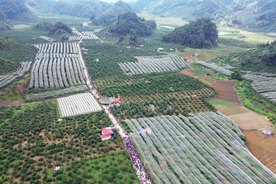 Thung lũng mận Nà Ka nơi diễn ra Ngày hội hái quả mận hậu Mộc Châu năm 2023. (Ảnh: Quang Quyết/TTXVN)