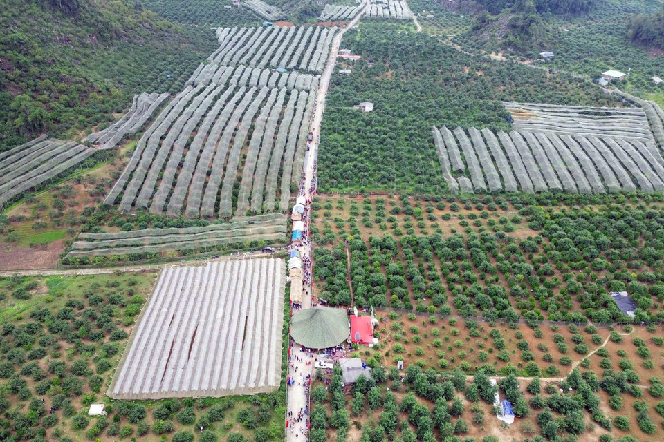 Thung lũng mận Nà Ka nơi diễn ra Ngày hội hái quả mận hậu Mộc Châu năm 2023.(Ảnh: Quang Quyết/TTXVN)