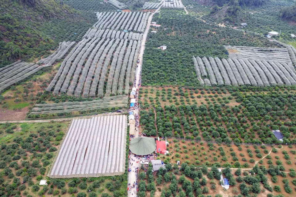 Thung lũng mận Nà Ka nơi diễn ra Ngày hội hái quả mận hậu Mộc Châu năm 2023.(Ảnh: Quang Quyết/TTXVN)
