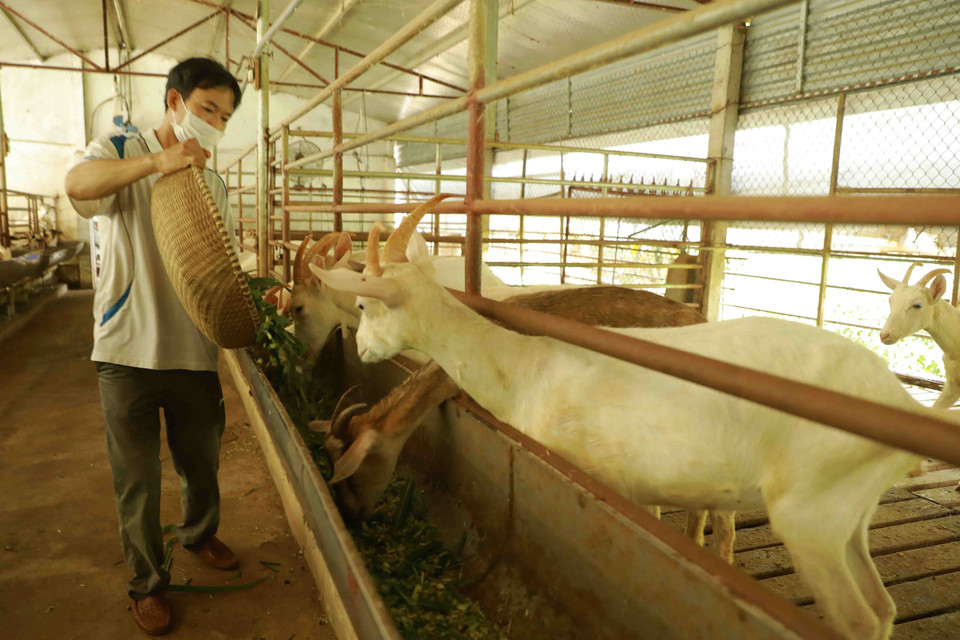 Chăm sóc đàn dê của gia đình anh Lê Văn Thực ở thôn Việt Long, xã Tản Lĩnh, huyện Ba Vì. (Ảnh: Vũ Sinh/TTXVN)