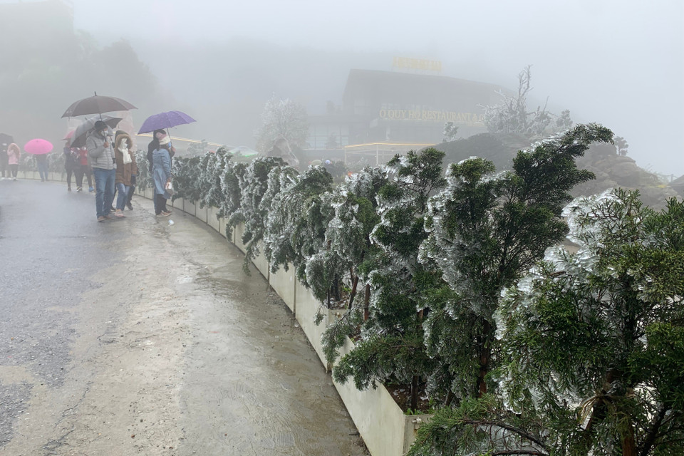 Băng giá xuất hiện dày đặc trên đỉnh Ô Quý Hồ. (Ảnh: Nguyễn Oanh-TTXVN)