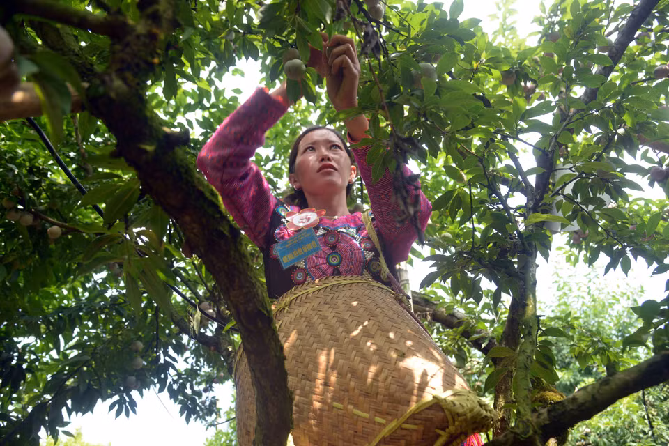 Các đội tham gia thi hái mận tại Ngày hội hái quả mận hậu Mộc Châu năm 2023.(Ảnh: Quang Quyết/TTXVN)