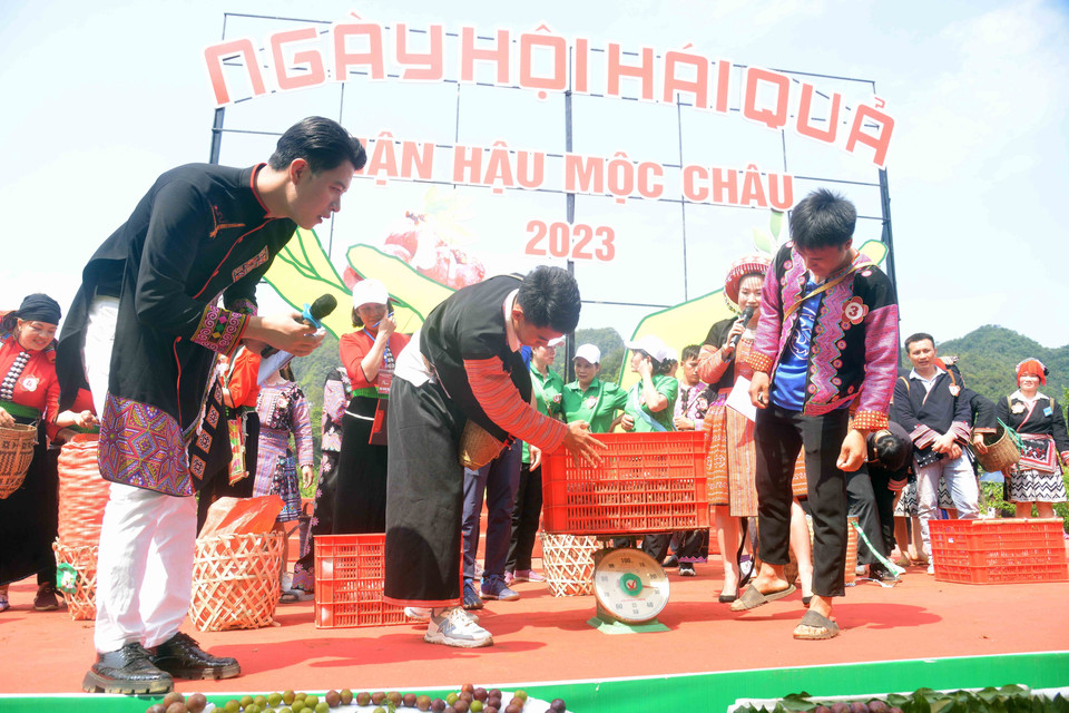 Các đội tham gia thi hái mận tại Ngày hội hái quả mận hậu Mộc Châu năm 2023.(Ảnh: Quang Quyết/TTXVN)