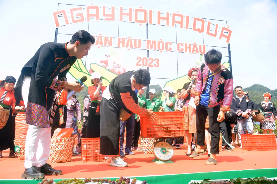 Các đội tham gia thi hái mận tại Ngày hội hái quả mận hậu Mộc Châu năm 2023.(Ảnh: Quang Quyết/TTXVN)
