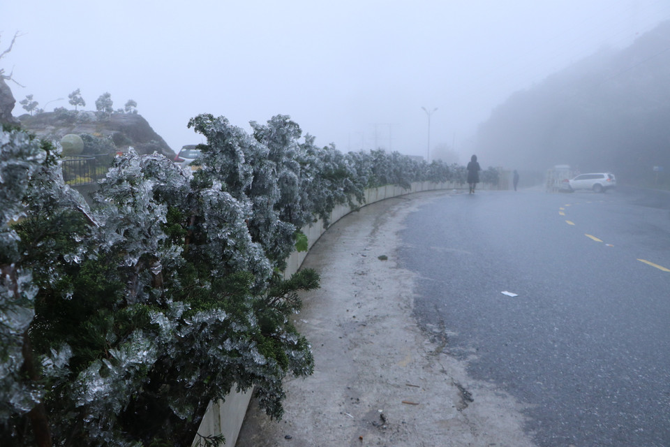 Băng giá xuất hiện dày đặc trên đỉnh Ô Quý Hồ. (Ảnh: Nguyễn Oanh-TTXVN)