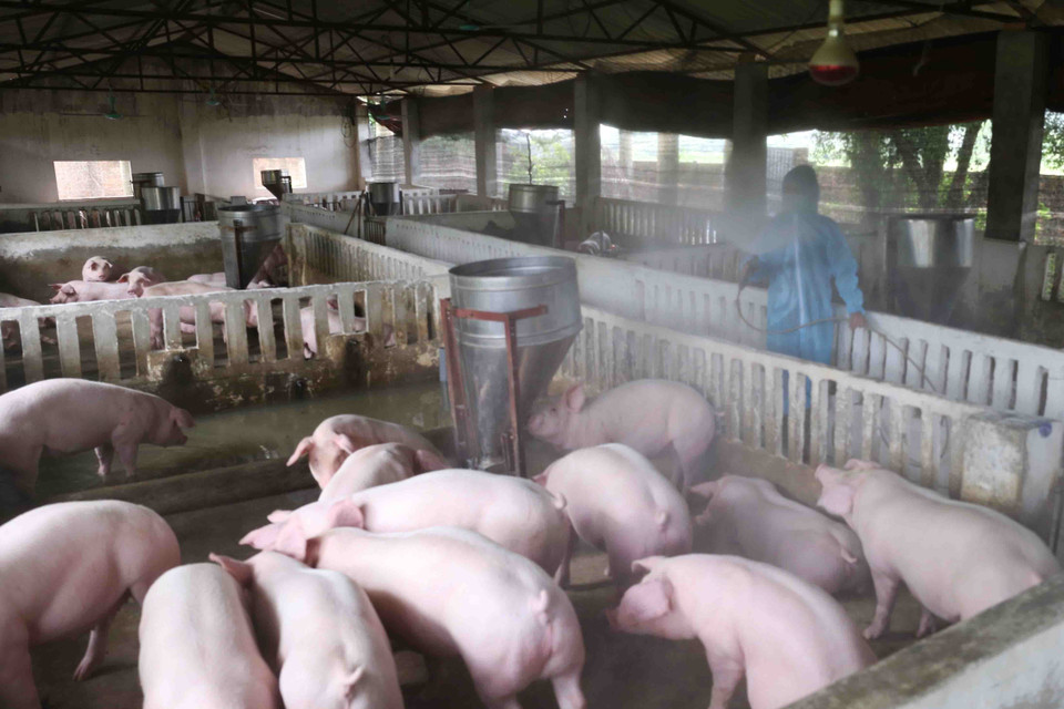 Chăm sóc đàn lợn giống tại trang trại của gia đình chị Phùng Thị Hương ở xã Phú Phương, huyện Ba Vì. (Ảnh: Vũ Sinh/TTXVN)