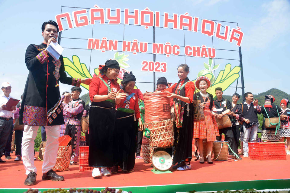 Các đội tham gia thi hái mận tại Ngày hội hái quả mận hậu Mộc Châu năm 2023.(Ảnh: Quang Quyết/TTXVN)