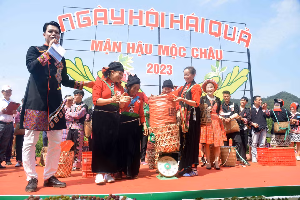 Các đội tham gia thi hái mận tại Ngày hội hái quả mận hậu Mộc Châu năm 2023.(Ảnh: Quang Quyết/TTXVN)
