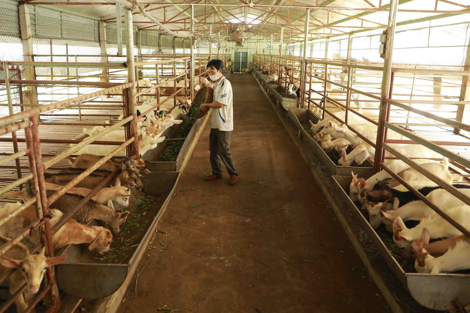 Chăm sóc đàn dê của gia đình anh Lê Văn Thực ở thôn Việt Long, xã Tản Lĩnh, huyện Ba Vì. (Ảnh: Vũ Sinh/TTXVN)