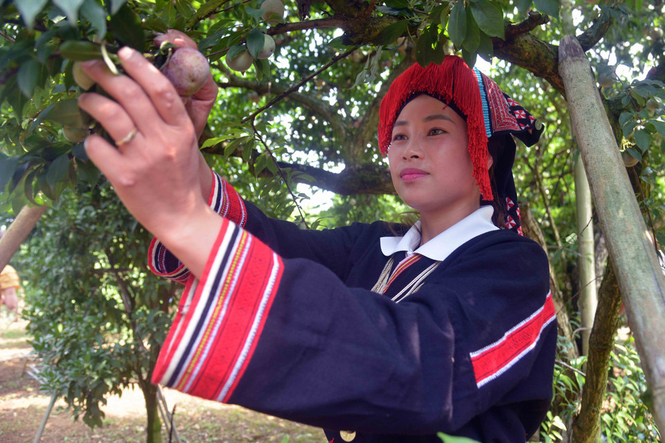 Các đội tham gia thi hái mận tại Ngày hội hái quả mận hậu Mộc Châu năm 2023.(Ảnh: Quang Quyết/TTXVN)