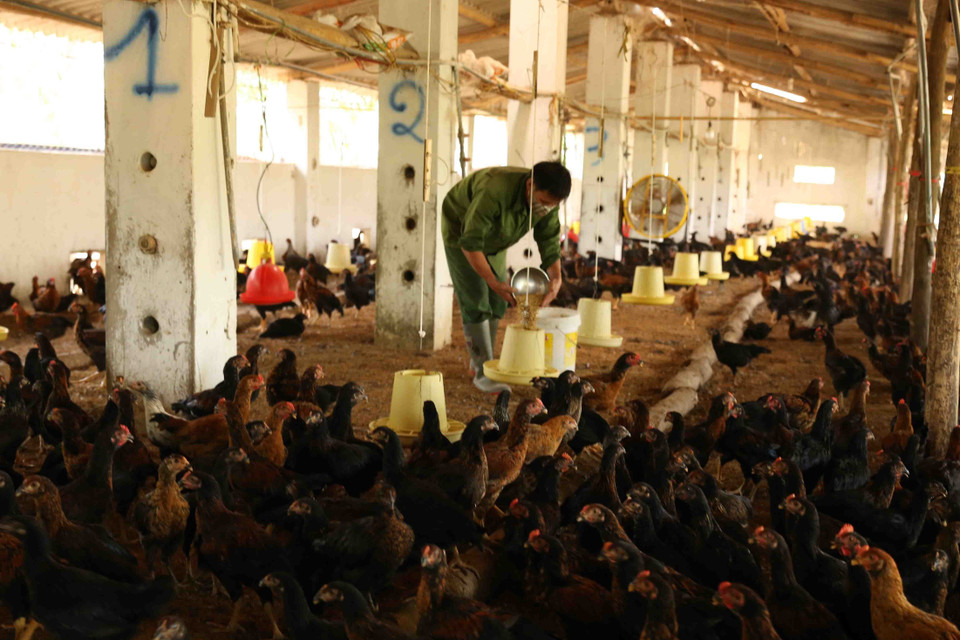 Chăm sóc đàn gà thịt tại hộ chăn nuôi Nguyễn Thị Thuý ở xã Tản Lĩnh, huyện Ba Vì. (Ảnh: Vũ Sinh/TTXVN)