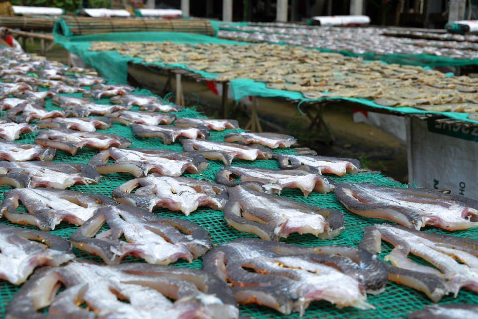 Phơi khô cá lóc tại xã Phú Thọ (Tam Nông, Đồng Tháp). (Ảnh: Nhựt An/TTXVN)