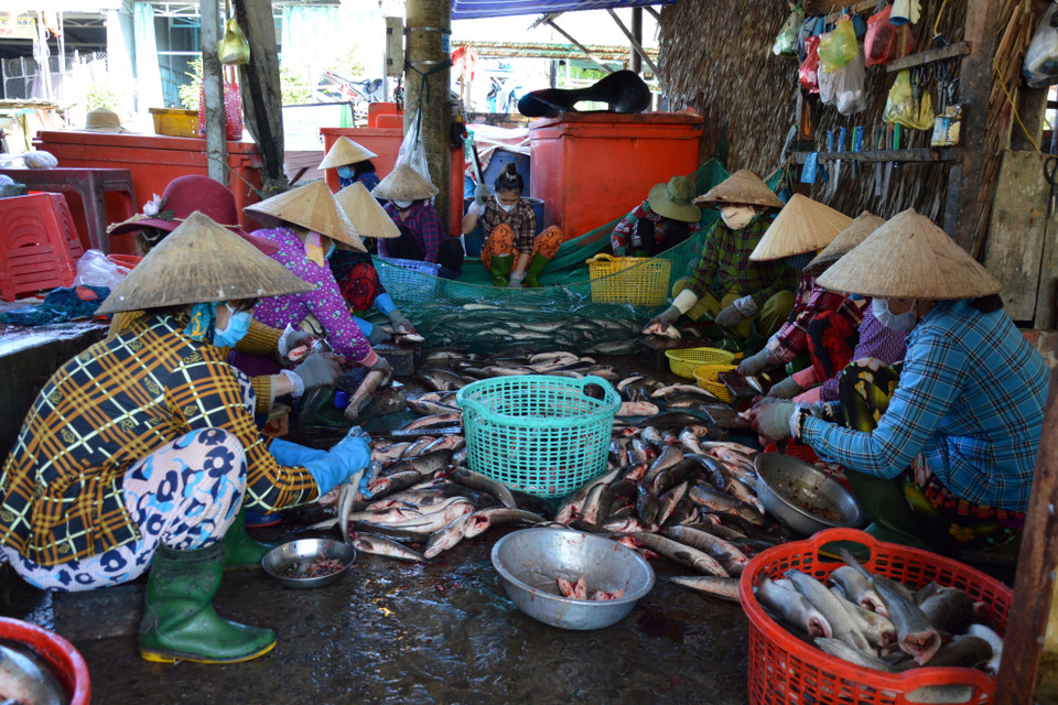 Chế biến làm khô cá.(Ảnh: Nhựt An/TTXVN)