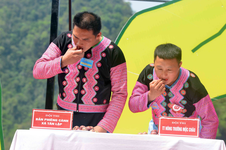 Các đội tham gia thi ăn mận tại Ngày hội hái quả mận hậu Mộc Châu năm 2023.(Ảnh: Quang Quyết/TTXVN)