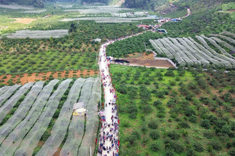 Thung lũng mận Nà Ka nơi diễn ra Ngày hội hái quả mận hậu Mộc Châu năm 2023.(Ảnh: Quang Quyết/TTXVN)