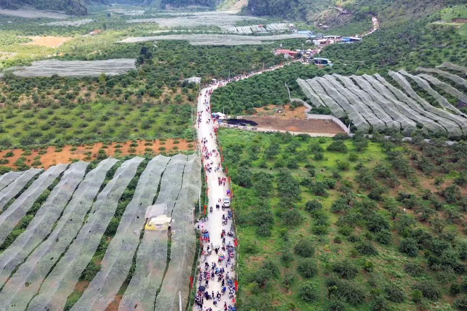 Thung lũng mận Nà Ka nơi diễn ra Ngày hội hái quả mận hậu Mộc Châu năm 2023.(Ảnh: Quang Quyết/TTXVN)
