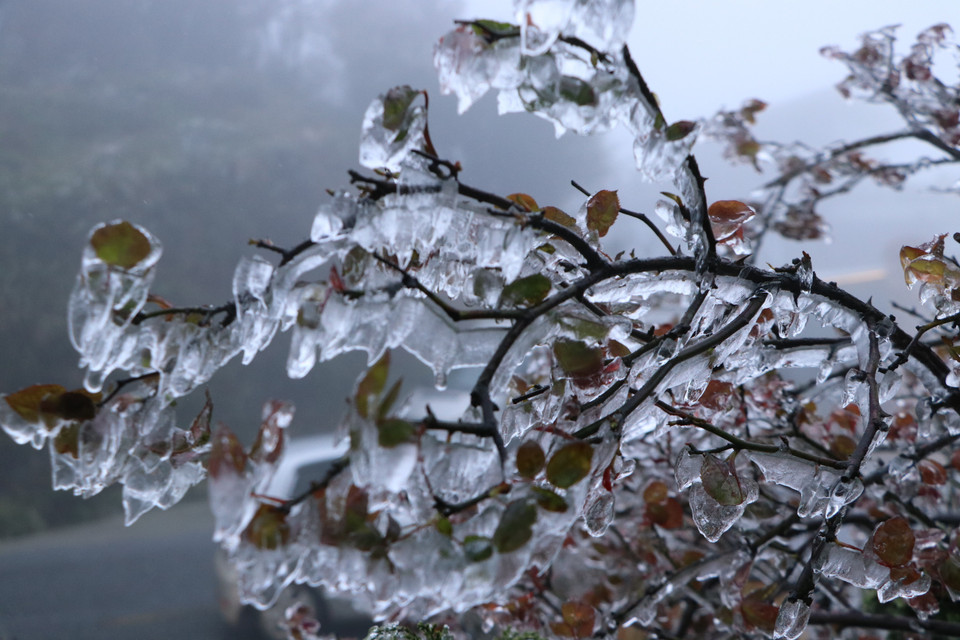 Băng giá xuất hiện dày đặc trên đỉnh Ô Quý Hồ. (Ảnh: Nguyễn Oanh-TTXVN)