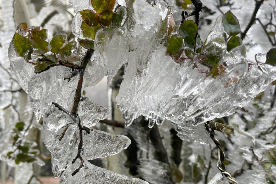 Băng giá xuất hiện dày đặc trên đỉnh Ô Quý Hồ. (Ảnh: Nguyễn Oanh-TTXVN)