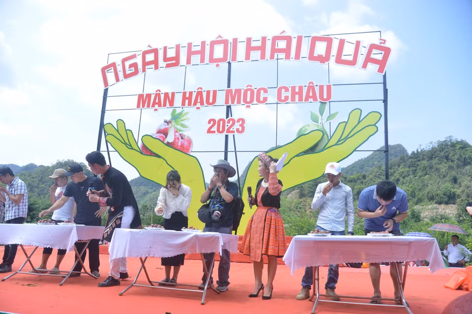 Du khách tham gia thưởng thức mận tại Ngày hội hái quả mận hậu Mộc Châu năm 2023.(Ảnh: Quang Quyết/TTXVN)
