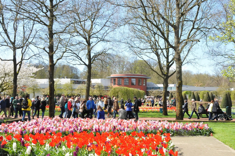 Vườn hoa Keukenhof với các loài hoa tulip nhiều màu sắc. (Ảnh: Hương Giang/Vietnam+)