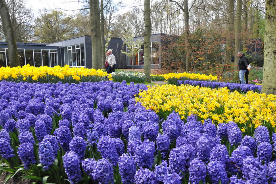 Vườn hoa Keukenhof với các loài hoa nhiều màu sắc. (Ảnh: Hương Giang/Vietnam+)