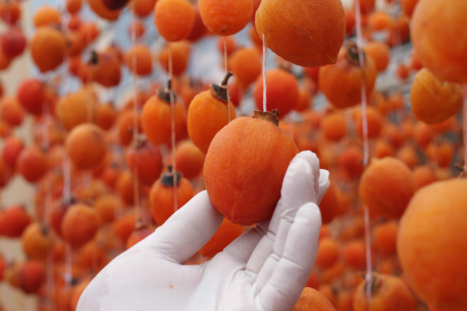 Quả hồng được treo bằng dây, cách nhau khoảng 20-25cm để làn gió tự nhiên sấy khô dần. Sau 20-25 ngày, quả sẽ co dần do mất nước nhưng vẫn giữ lại được lượng đường bên trong. Gặp lúc thời tiết đẹp thì 6kg quả tươi cho ra 1kg quả khô. (Ảnh: Đặng Tuấn/TTXVN)