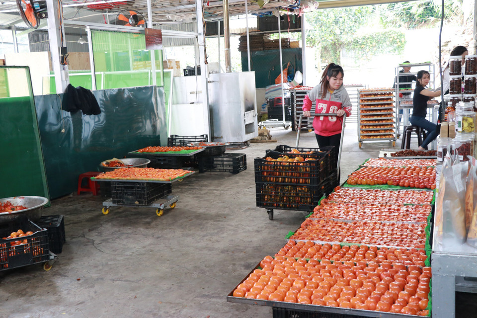 Một cơ sở sản xuất hồng sấy. (Ảnh: Đặng Tuấn/TTXVN)