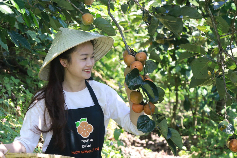 Nhà vườn thu hoạch hồng. (Ảnh: Đặng Tuấn/TTXVN)