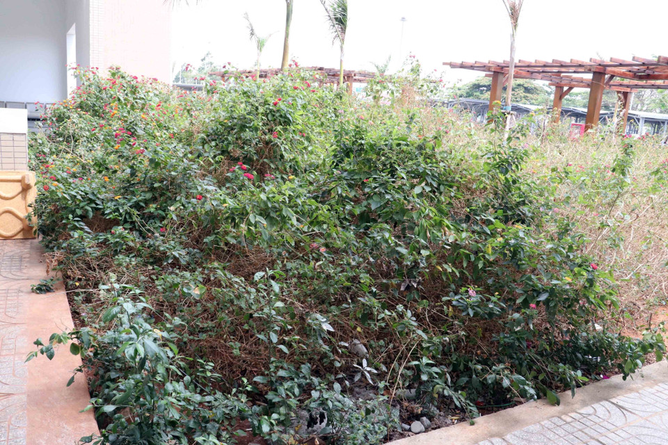 Cây dại trong khuôn viên bệnh viện. (Ảnh: Đoàn Mạnh Dương/TTXVN)