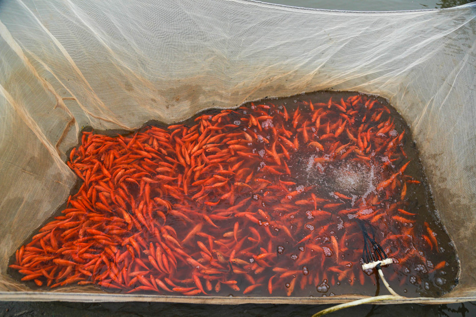 (Ảnh: PV/Vietnam+)