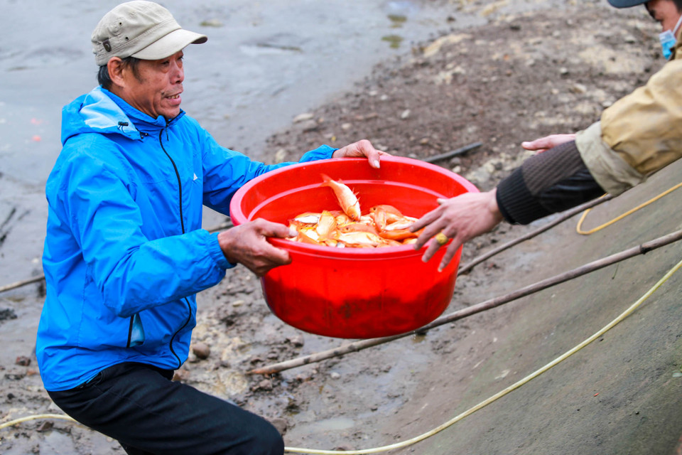 Sau khi được đưa ra khỏi ao, cá chép đỏ sẽ được phân thành 2 loại, là 40 con/kg và loại 50 - 60 con/kg. (Ảnh: PV/Vietnam+)
