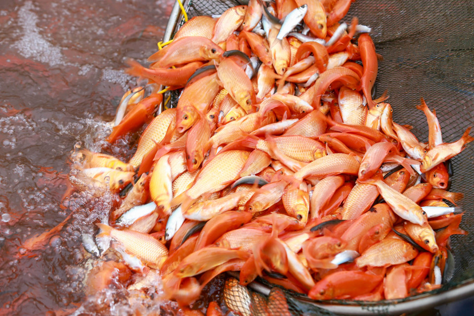 (Ảnh: PV/Vietnam+)