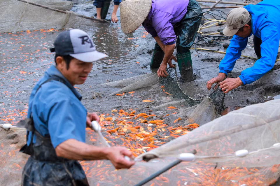 Cá chép đỏ Thủy Trầm được người dân gây giống, chăm sóc từ khoảng tháng 6 hàng năm cho đến tháng Chạp. Tiêu chuẩn của một con cá đẹp là mình đỏ đẹp, mắt đen và có mỡ cá... (Ảnh: PV/Vietnam+)