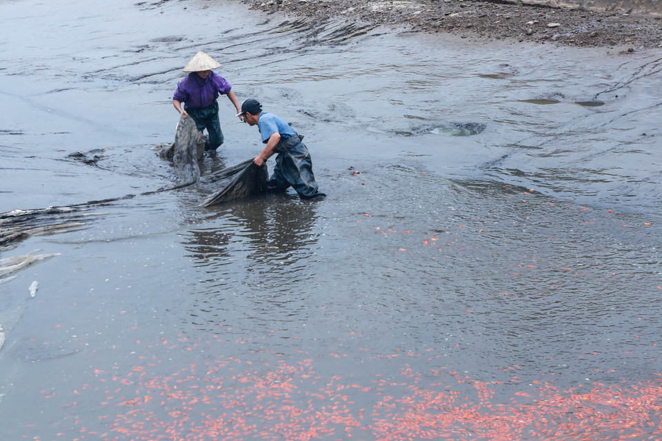 Làng Thủy Tầm (Phú Thọ) được xem là làng nuôi cá chép đỏ truyền thống, lâu đời và lớn nhất miền Bắc. (Ảnh: PV/Vietnam+)
