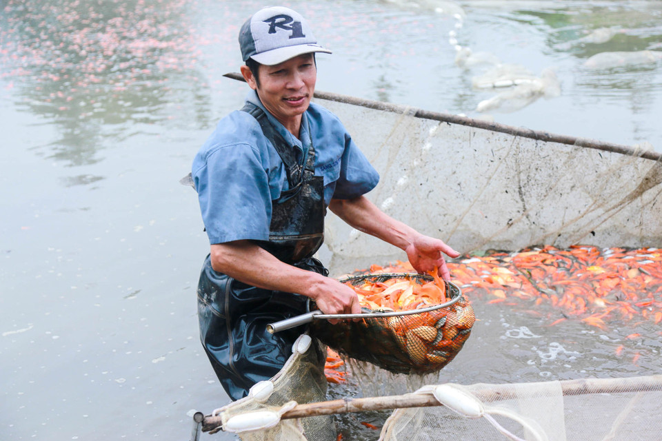 Nghề nuôi cá phát triển đem lại hiệu quả kinh tế cao cho hàng trăm các hộ gia đình trong làng Thủy Trầm. (Ảnh: PV/Vietnam+)
